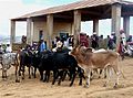 Marché aux zébus