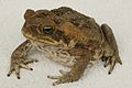 Grapaud gigant (Rhinella marina)