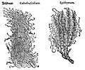 Mattioli / Handsch / Camerarius 1586