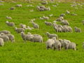 Corriedale lambs in Tierra del Fuego