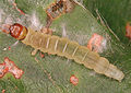 Larva