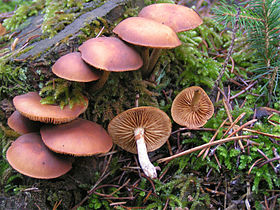 galerina(Galerina marginata)