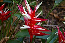 Heliconia angusta, Mt Coot-tha Botanic Gardens, Toowong IMGP0055.jpg