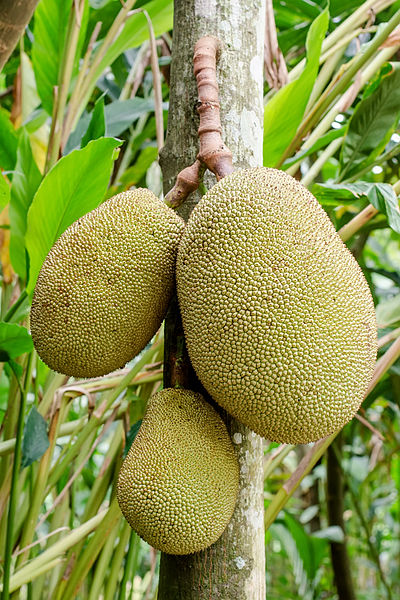 File:Jackfruit hanging.JPG