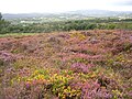 Bruyères et paysage de lande dans la réserve naturelle de Glomel.