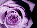 Purple roses