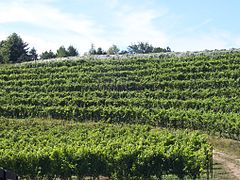 Vineyard on the Leelanau Peninsula