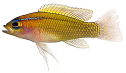 Aurinkokeijukala (Lipogramma trilineatum)