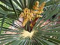 Inflorescence de Livistona chinensis