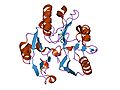 Dimethylarginine dimethylaminohydrolase (DDAH)