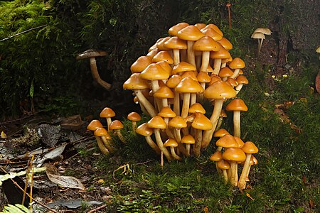 Pholiota sp.