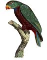 Pionus sordidus