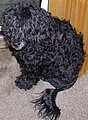 Portuguese Water Dog