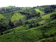 Collines couvertes de pelouses, avec quelques arbres épars.