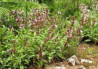 Salvia officinalis  Type species