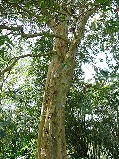 Description de l'image Terminalia arjuna trunk 01 by Line1.JPG.