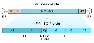 Valoctocogene roxaparvovec, hFVIII-SQ.svg