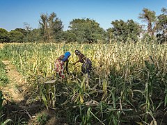 Agricultura