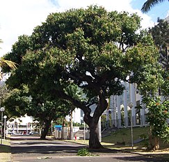 Old tree in town