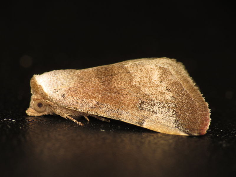 File:Mataeomera mesotaenia (12209949233).jpg