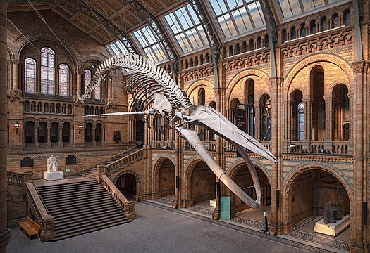 Central hall with blue whale skeleton of the Natural History Museum London, evening light coming through the windows.