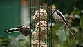 Aegithalos caudatus europaeus, Pas-de-Calais, França