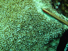 Colonia incrustante de Alveopora spongiosa con pólipos expandidos, en isla Mer, Australia