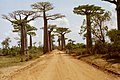 Adansonia grandidieri