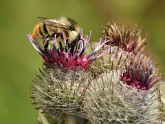 Bombus sylvarum