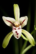 Cymbidium lancifolium