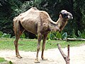 Dromedary