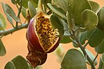 A burst-open caper fruit in Sinai, Egypt.