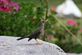 Turdus chiguanco (cat.)