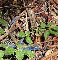 Blue specimen in Providencia Island, Colombia