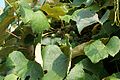 Concord grapes growing on Grape Island.