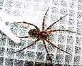 Dolomedes scriptus