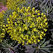 Au jardin des Plantes de Paris.