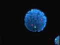 Nucleo di un linfocita umano colorato con DAPI; sono visibili i centromeri dei cromosomi 13 (verde) e 21 (rosso) evidenziati mediante tecnica FISH (Fluorescent In Situ Hybridization)