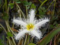 Nymphoides indica