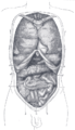 Vista frontal de las vísceras torácicas y abdominales. a. Plano medio. b. Planos sagitales. c. Plano intertubercular. d. Plano subcostal. e. Plano transpilórico.