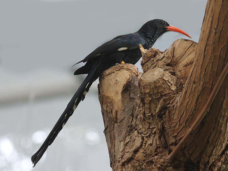 File:Green Woodhoopoe RWD1.jpg