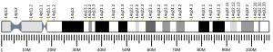 Chromosome 14 (human)