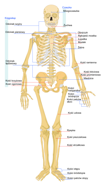 File:Human skeleton front pl.svg