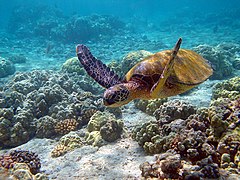 Chelonia mydas (Green Sea Turtle)