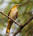 Eurasian golden oriole Oriolus oriolus