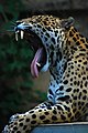 Jaguar yawning