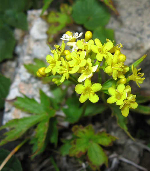 File:Patrinia triloba var. triloba 01.jpg