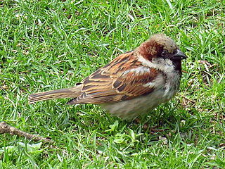 Passer domesticus