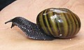 Powelliphanta augusta (Rhytidoidei)