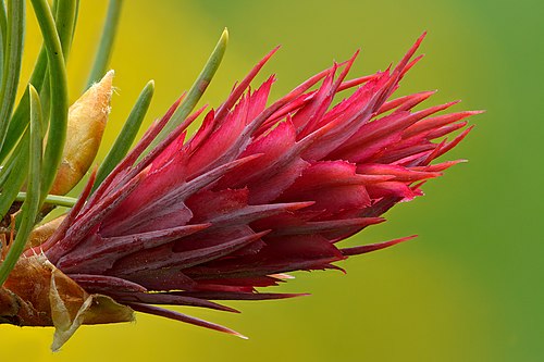 Cone of a Douglas fir